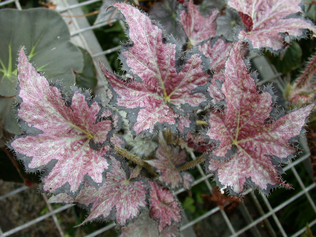 B. ‘Bundy Plum’